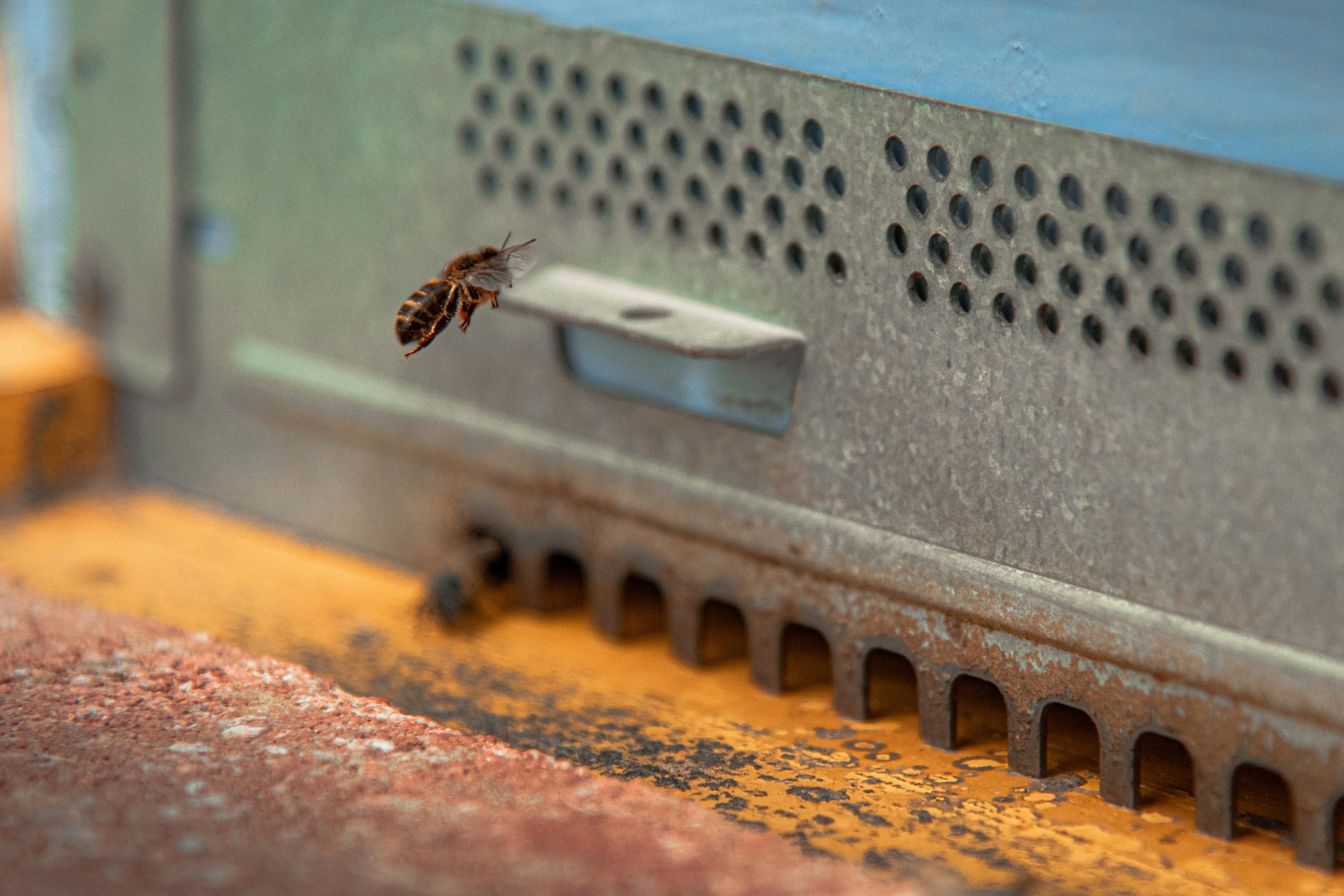 Thumbnail for Malta International Airport monitors Air Quality with the Help of 750,000 Bees